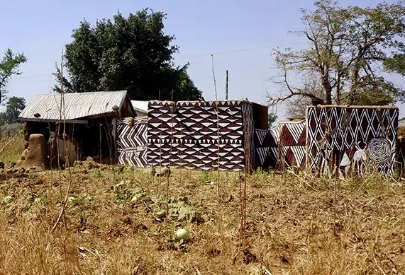 Watermelons in the field
