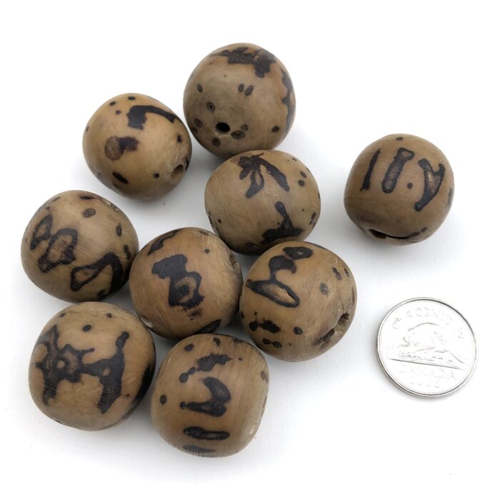 African Vegetable Ivory