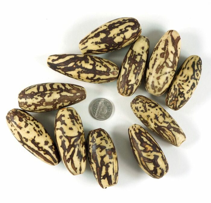 African Vegetable Ivory