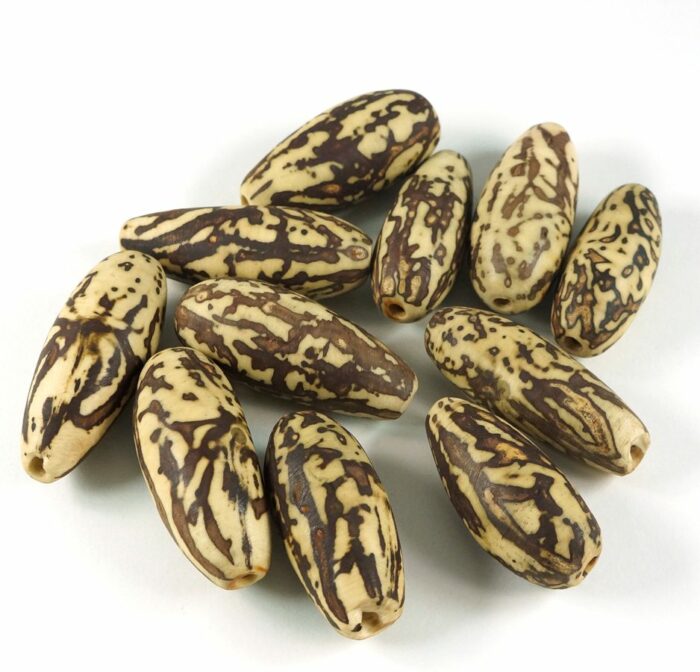 Vegetable Ivory - Image 2
