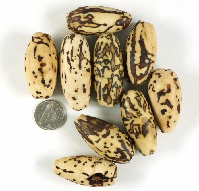African Vegetable Ivory