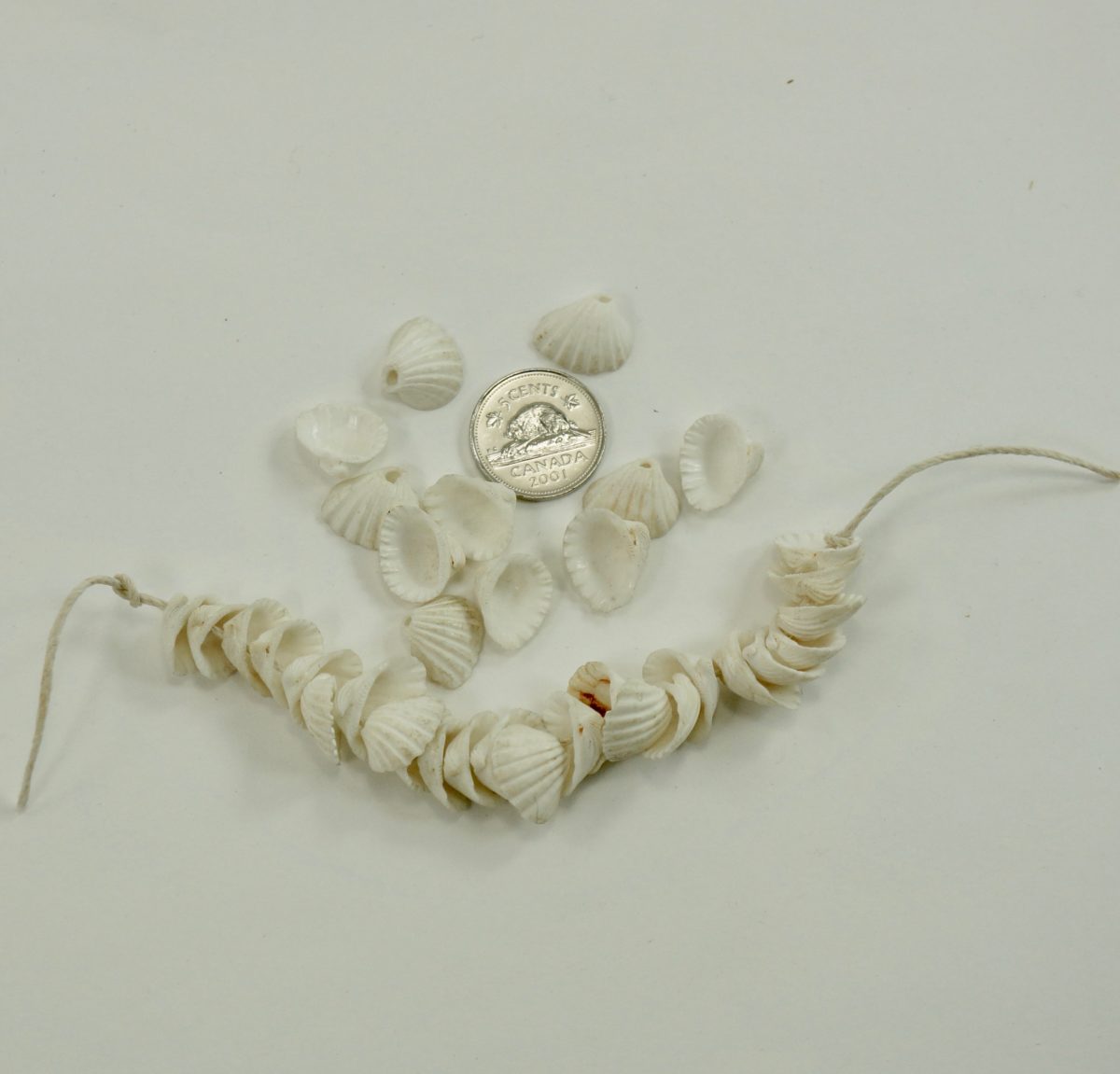 Sea Shell Beads - Image 3