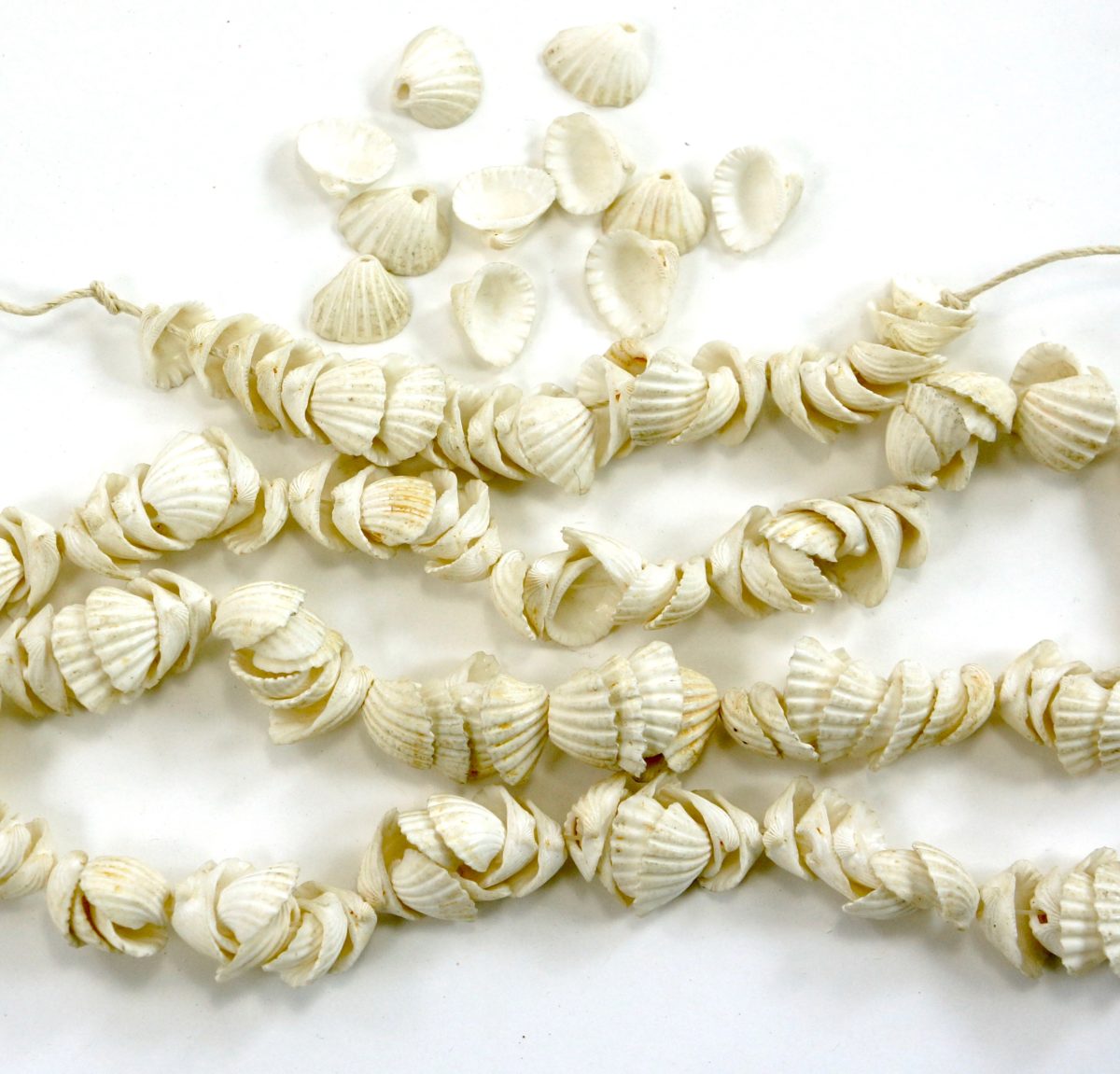 Sea Shell Beads