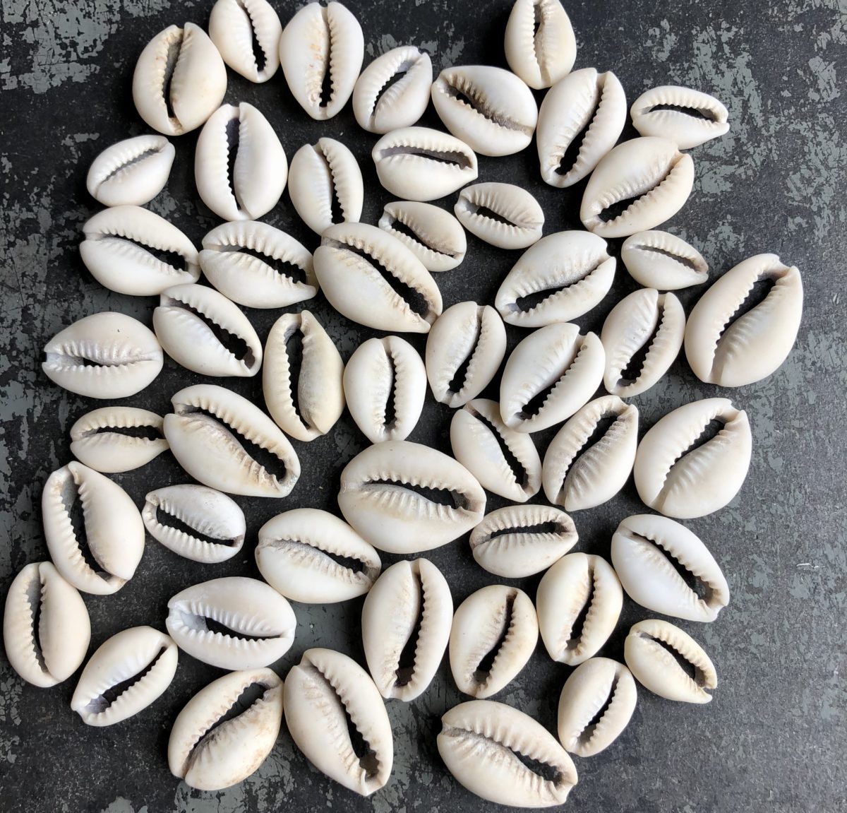 Cowrie Shell Beads