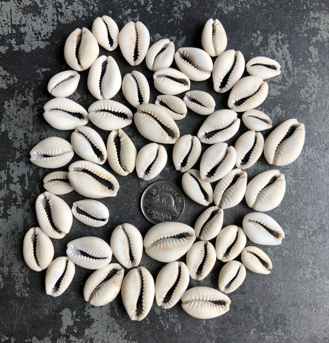 Cowrie Shell Beads - Image 2